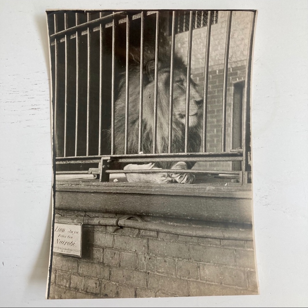 Vintage 20s Press Photo LION AT THE LONDON ZOO